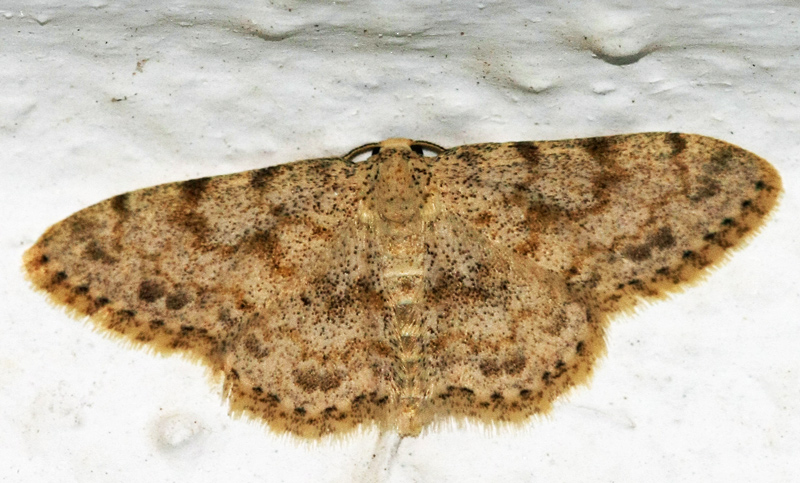 Idaea consolidata/cervantaria/camparia/??